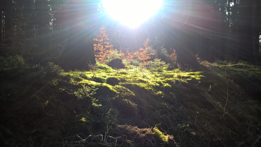 Das Bild ist Sinnbild für energetisches Arbeiten - ein heller fast schon greller Lichtstrahl fällt auf den Waldboden und lässt das Moos erstrahlen.